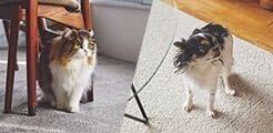 犬家猫館.com