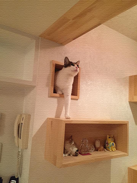 キャットステップと組み合わせた猫くぐり戸