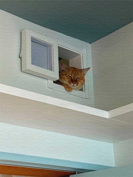 開き戸を付けた猫くぐり戸