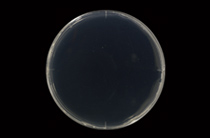 抗菌性抗菌性試験結果（JIS Z 2801 準拠）試験前一般単層ビニル床シート