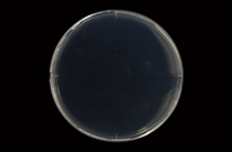 抗菌性抗菌性試験結果（JIS Z 2801 準拠）試験後ヒトエ グランザ/ヒトエ ファイン（大腸菌24時間培養後）