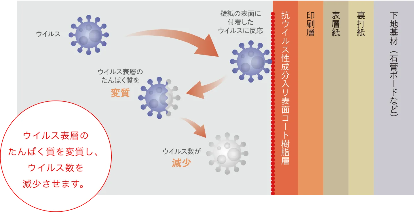 ウイルス表層のたんぱく質を変質し、ウイルス数を減少させます。